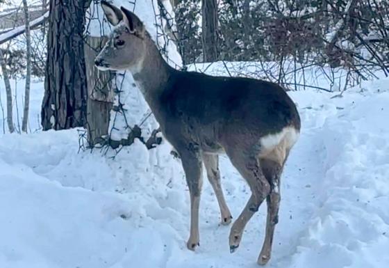 Bildet viser et rådyr ute i snøen.