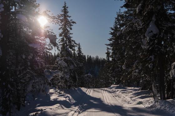 skiløyper i sol