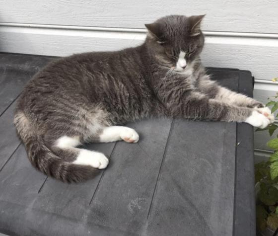 Katten Smyghild ligger langstrak på verandaen.