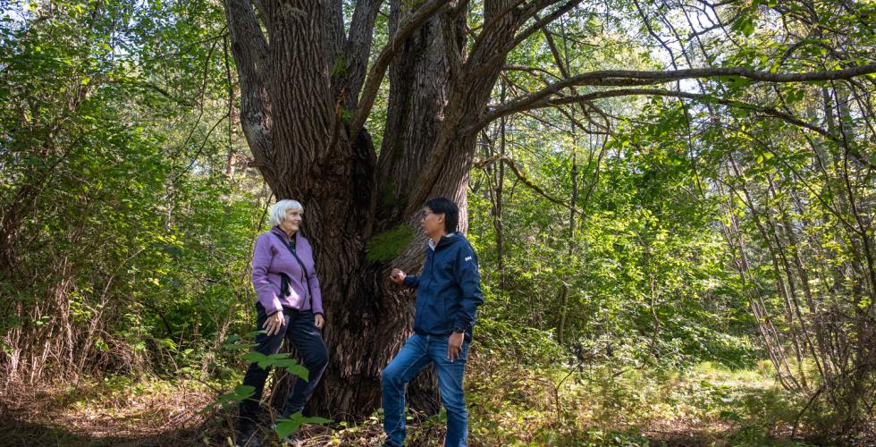 Gro Stangeland og Marius Park Pedersen ved et 160 år gammel seljetre: én av mer enn 80 arter Norsk Botanisk forening avdeling Østlandet registrerte på en florakartlegging tidligere i år.