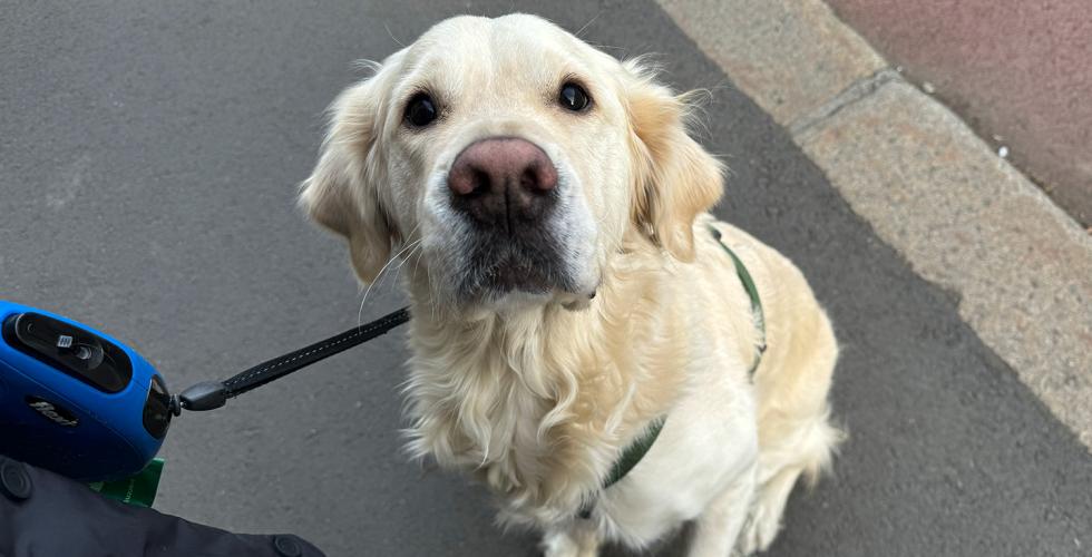 Golden retriveren Bourbon ser i kamera med en løftet pote