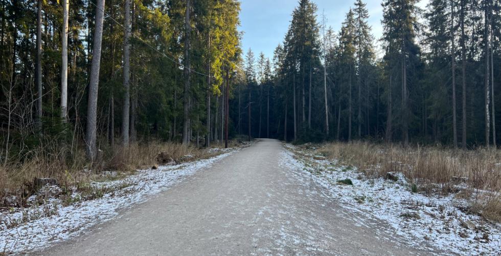 Bilde av skiløypa på Sognsvann, det er ikke snø