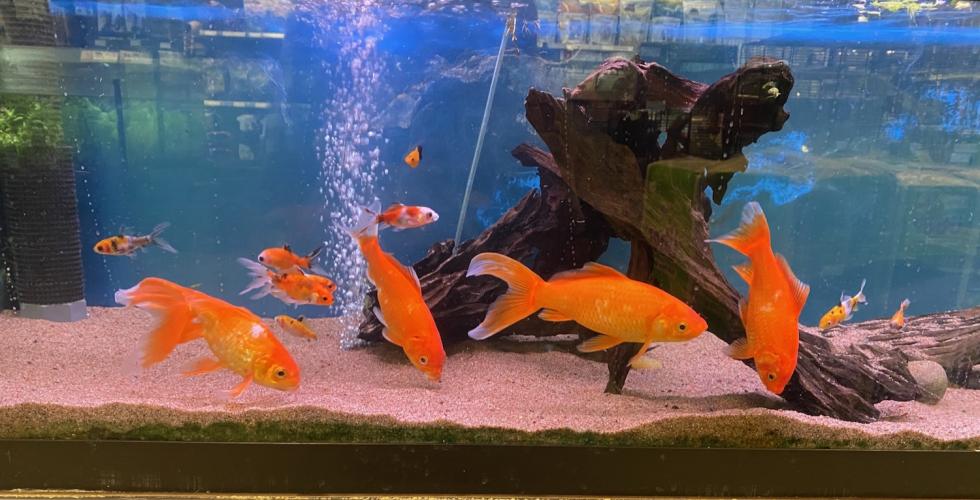 Bildet viser små og store gullfisker i et akvarium. Det er stor forskjell på dem. De største er kanskje rundt 10 cm