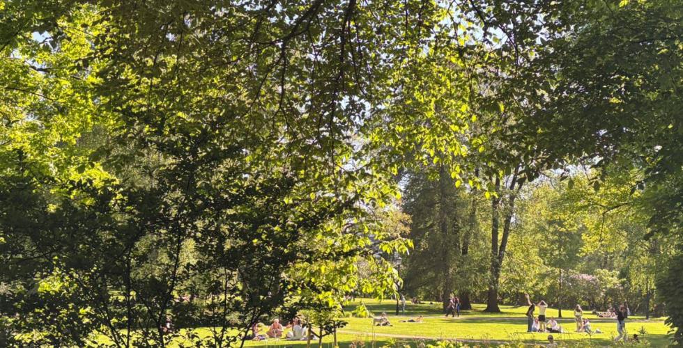 Solen skinner gjennom trærne i Slottsparken, og gresset er fullt av mennesker som nyter det varme været.