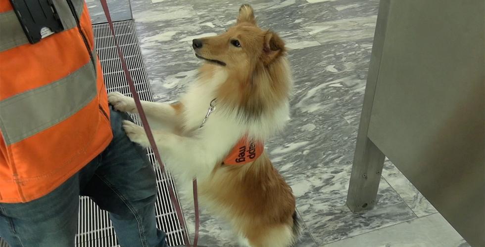 En Hund som heter Korma hopper på beinet til en fyr som heter Henrik. 