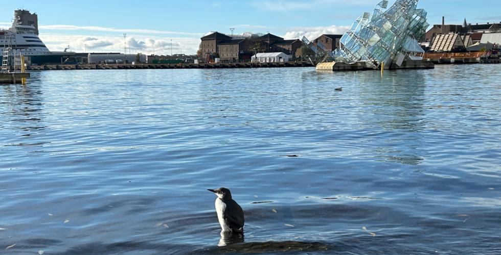 En lomvi i vannkanten med Langgkaia i bakgrunnen
