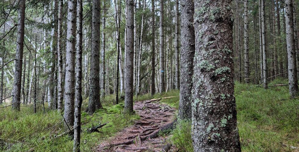 Bilde av en sti gjennom en skog.
