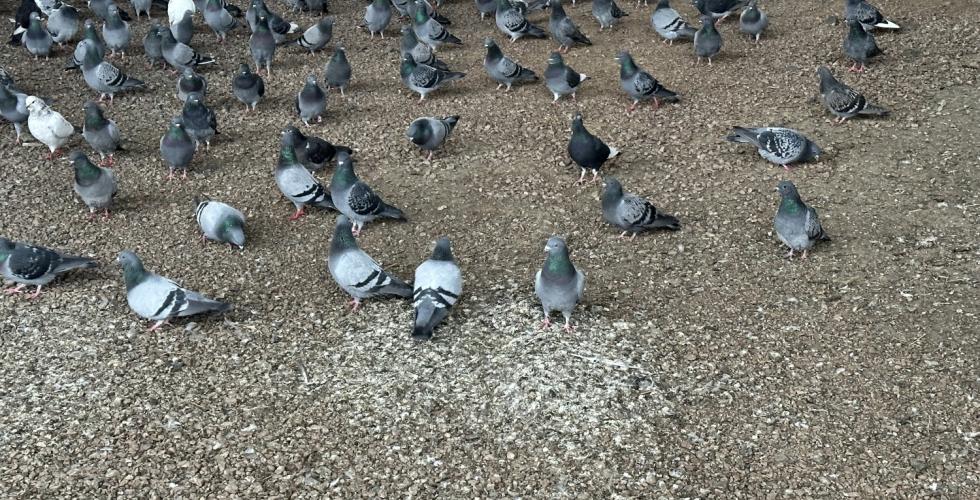 Fugleflokk på bakken