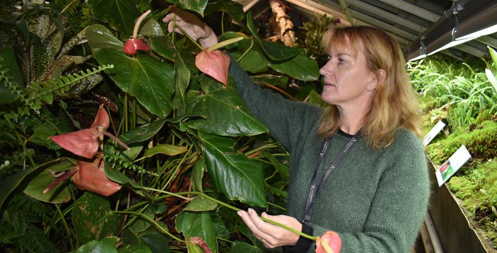 Sletten Bjorå viser frem en flamingoblomst i drivhuset i botanisk hage 
