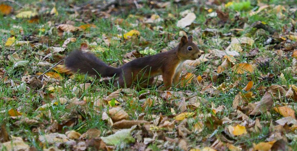 Et ekorn på ferde over gressplenen.