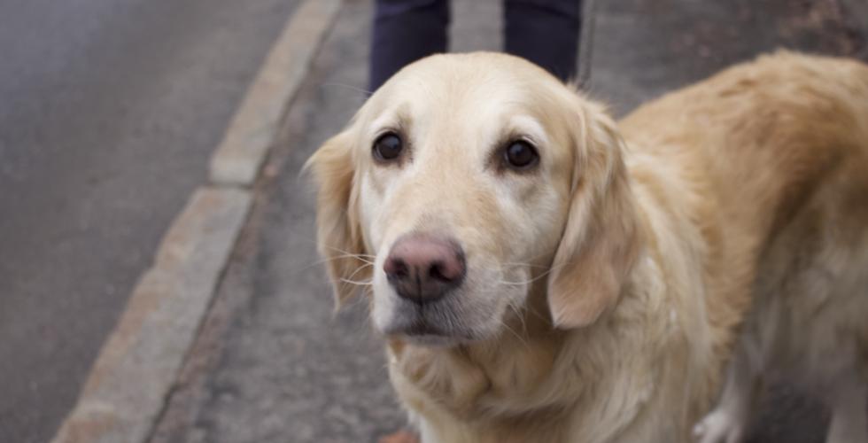En golden retriever ser inn i linsen