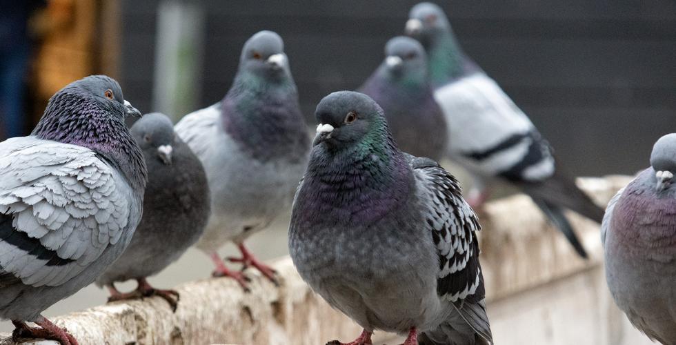 En flokk med byduer sitter p&aring; hvite avsperringsgjerder.