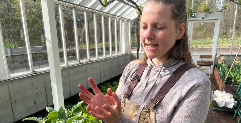 Hanne Rekve viser kamera hvor store artisjokkplantene hun st&aring;r foran kommer til &aring; bli.