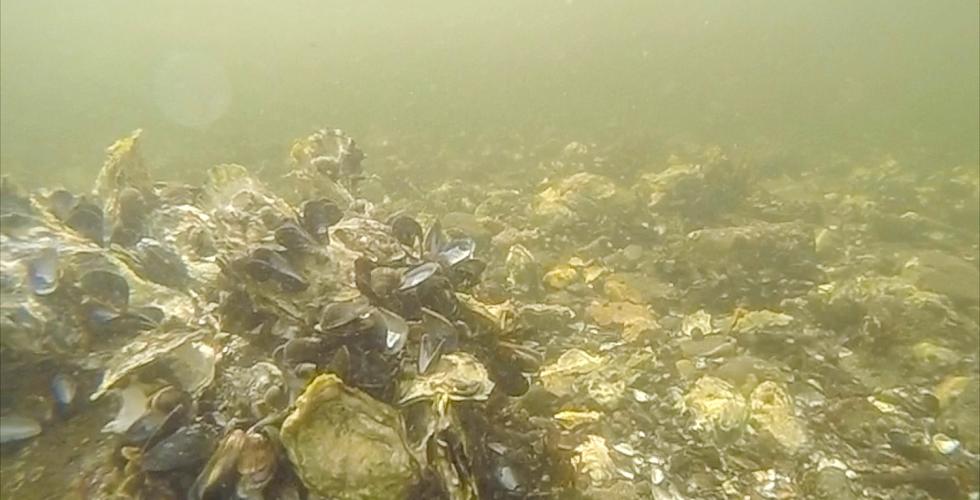 Undervannsbilde som viser masse stillehavs&oslash;sters.