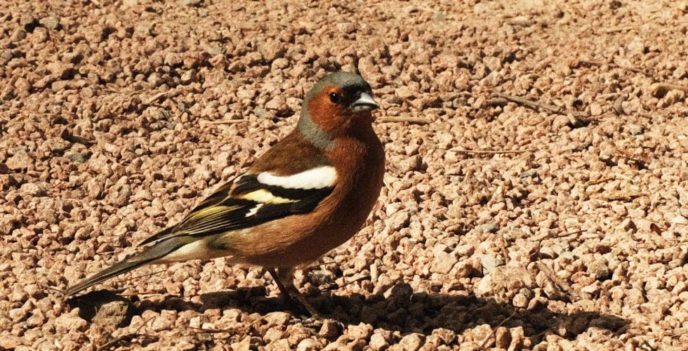 Bokfink som st&aring;r p&aring; grus i sol