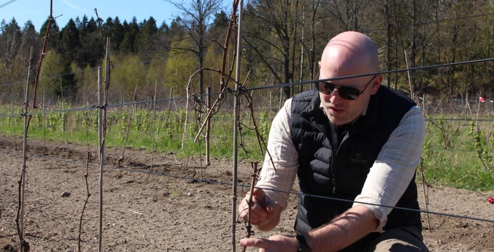 Borander klipper en vinplante