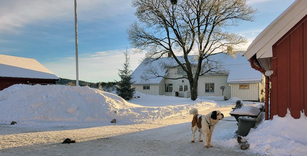 Landskapsbilde av tunet på Skjerven gård i Maridalen, med våningsbygg i bakgrunnen, og St. Bernhardshunden som er gårdshund i forgrunnen.