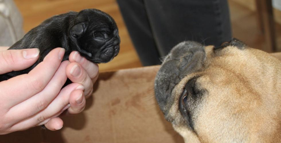 En hund og sin valp