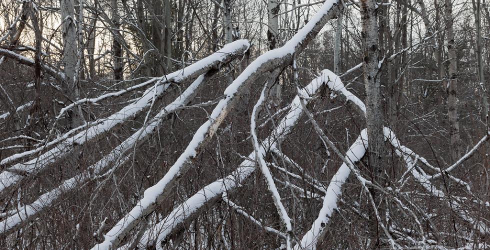 Trær dekket av snø har blitt knekt omtrent på midten. 