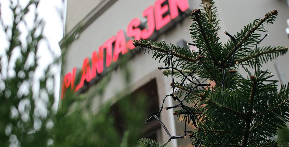 plantasjen med julegran