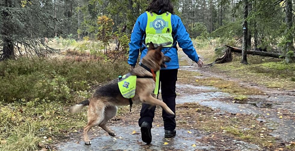 Bilde av en hund som hopper i skogen