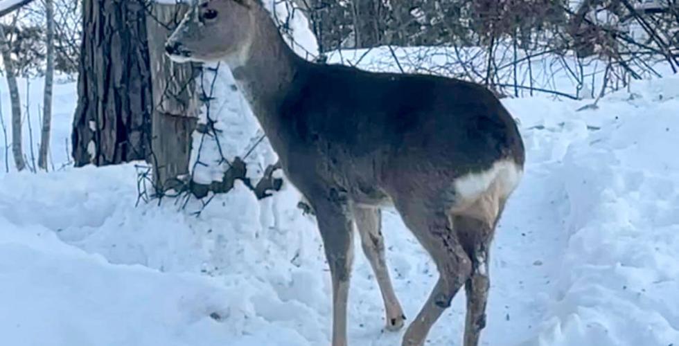 Bildet viser et rådyr ute i snøen.