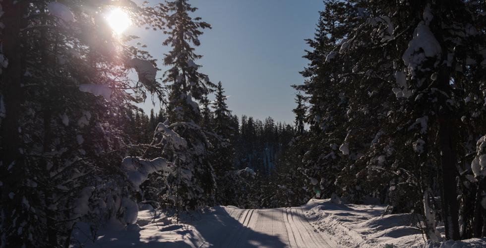 skiløyper i sol