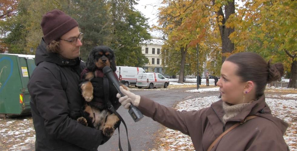 Bagel, en cavalier king charles spaniel, og eier Dickon blir intervjuet om veisalting i Sofienbergparken. 